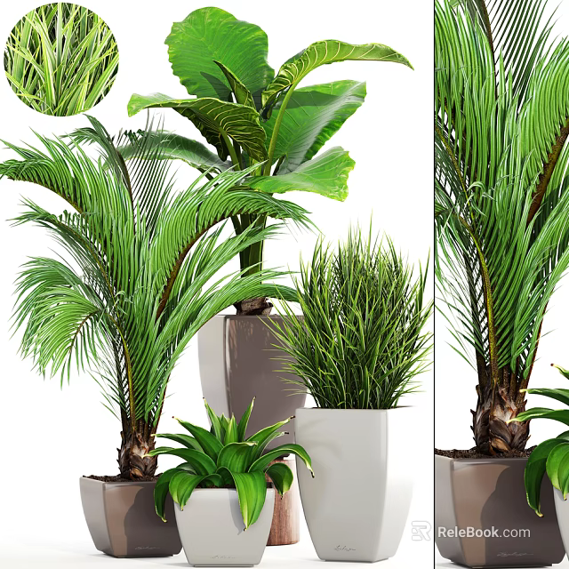 Various Green Potted Plants With Different Leaf Types In Modern Containers For Indoor Decor 3d model 