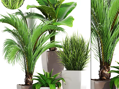 Various Green Potted Plants With Different Leaf Types In Modern Containers For Indoor Decor 3d model