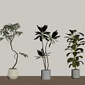 Indoor Potted Plants with Various Leaf Shapes in Modern White Gray Pots on Wooden Floor