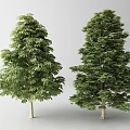 Two Lush Arbor Trees With Dense Green Foliage And Light Colored Trunks