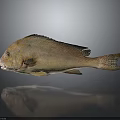 Fresh Whole Golden Spotted Fish With Shiny Skin And Reflection On Gray Background