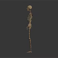 Human Skeleton Anatomical Model Demonstrating Bone Structure Without Organs And Hair 3d model