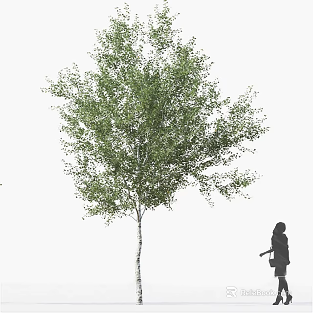 Tall Birch Tree With Green Foliage White Trunk And Human Silhouette 3d model 