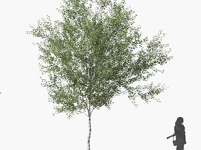 Tall Birch Tree With Green Foliage White Trunk And Human Silhouette 3d model