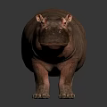 Lifelike Large Hippopotamus Standing On Dark Smooth Surface With Glossy Reflection 3d model