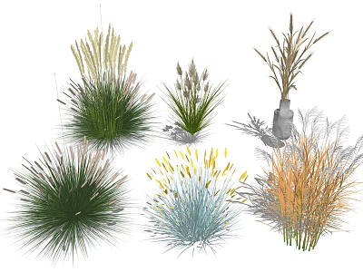 Diverse Ornamental Grasses With Colorful Foliage And Decorative Shapes For Landscaping 3d model