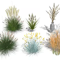 Diverse Ornamental Grasses With Colorful Foliage And Decorative Shapes For Landscaping