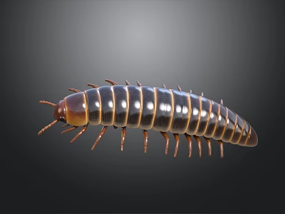 Black and Yellow Striped Millipede With Many Legs on Gray Background 3d model