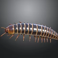 Black and Yellow Striped Millipede With Many Legs on Gray Background