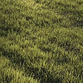 Lush Green Grass in Sunlit Field with Natural Growth and Vibrant Fresh Texture
