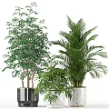 Indoor Decorative Potted Plants With Palm Tree And Lush Green Foliage In Planters