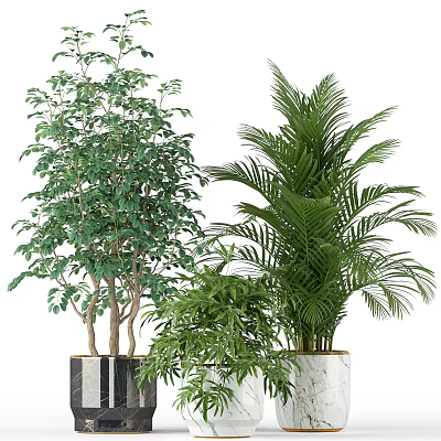 Indoor Decorative Potted Plants With Palm Tree And Lush Green Foliage In Planters 3d model