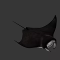 Black Manta Ray With Large Pectoral Fins And Shadow On White Background