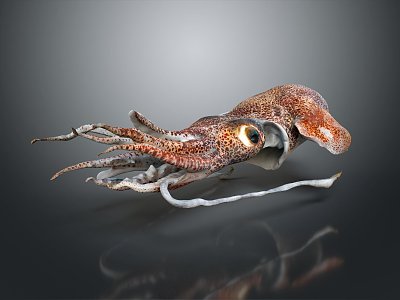 Modern Squid Beads Squid Heart Fin Whip Squid Giant Squid 3d model