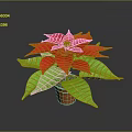 Vibrant Poinsettia Plant With Red Blooms And Lush Green Leaves In Brown Pot