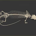 Detailed Complete Reptile Skeleton Resembling Lizard On Dark Background With Reflection