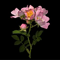 Beautiful Pink Roses With Blooming Flowers Bud Green Leaves And Stem On Black Background