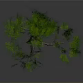 Isolated Tree With Thick Trunk Multiple Branches And Lush Green Leaves On White Background