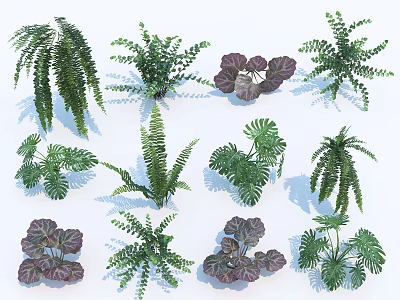 Various Decorative Green And Purple Leaf Plants For Indoor Decoration And Landscaping 3d model