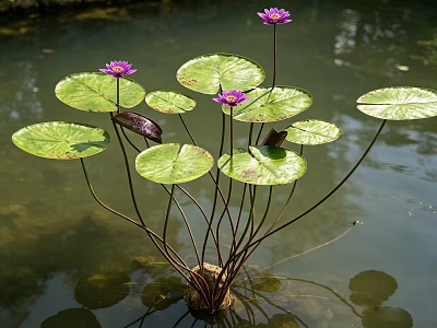 Aquatic Animals In Pond With Green Lily Pads And Purple Water Lilies 3d model