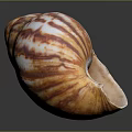 Hand Carved Conch Shell Sculpture with Orange and White Stripes on Black Background