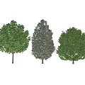 Three Green Arbor Trees With Different Canopy Shapes On White Background 3d model