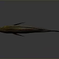 Striped Fish With Orange Eyes Brown White Body Dorsal Fin And Dark Tail