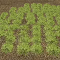 Green Grass With Moderate Height Well Arranged Covering Lush Natural Lawn Area