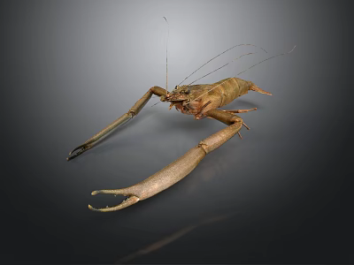 Aquatic Animal Shrimp With Long Claws Antennae And Detailed Body Structure On Dark Background 3d model