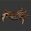 Red Brown Crab With Large Claws On Gray Background Close Up View 3d model