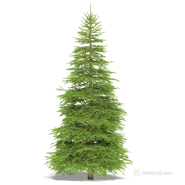 Tall Evergreen Arbor Featuring Lush Green Foliage Straight Trunk And Natural Shape 3d model 