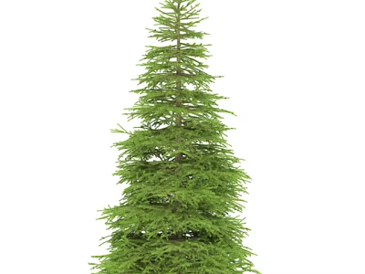Tall Evergreen Arbor Featuring Lush Green Foliage Straight Trunk And Natural Shape 3d model