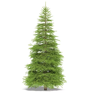 fir 3d model