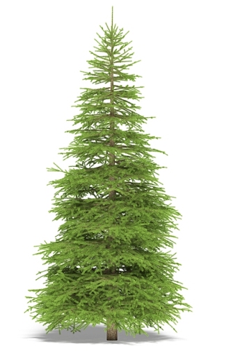 fir 3d model