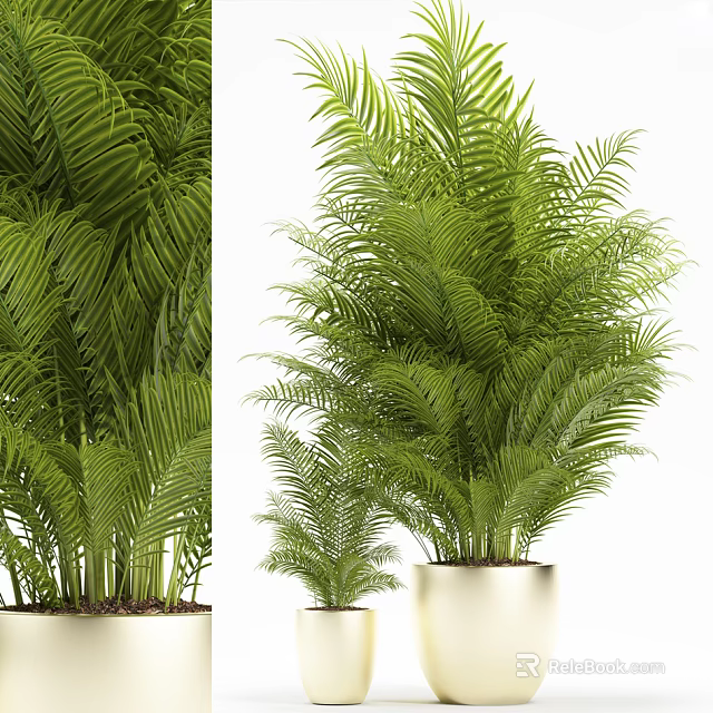 Lush Green Potted Palm Plants In White Pots Large And Small 3d model 