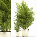 Lush Green Potted Palm Plants In White Pots Large And Small