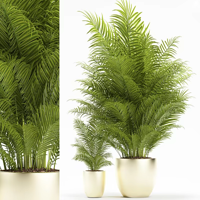 Lush Green Potted Palm Plants In White Pots Large And Small 3d model