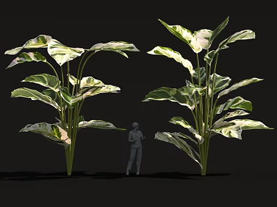Large Tropical Green Plants With White Variegated Leaves And Human Figure In Nature Scene 3d model