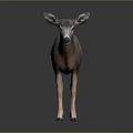 Realistic Brown Deer With Large Ears And White Legs Standing On Dark Background