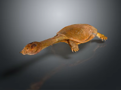 Brown Softshell Turtle With Long Neck And Webbed Feet On Gray Gradient Background 3d model