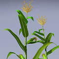 Growing Green Corn Plants With Yellow Tassels And Visible Roots On Light Blue Background