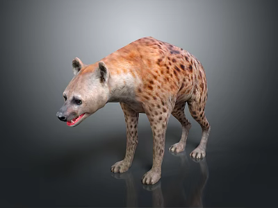 Realistic Hyena 3D Model Standing On Dark Background Spotted Body Mouth Slightly Open Showing Teeth 3d model