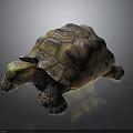 Lifelike Crawling Tortoise With Patterned Brown Yellow Textured Shell