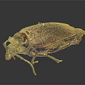Shiny Metallic Purple Beetle With Orange Edges And Detailed Legs On Dark Background