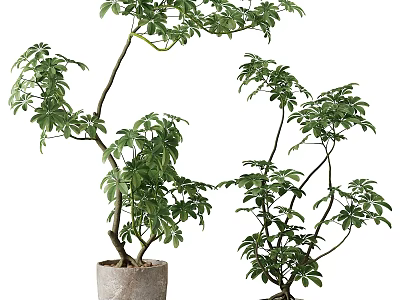 Bonsai Plant With Lush Green Foliage And Artistic Branch Structure In Ceramic Pot 3d model
