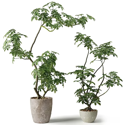 Bonsai Plant With Lush Green Foliage And Artistic Branch Structure In Ceramic Pot 3d model