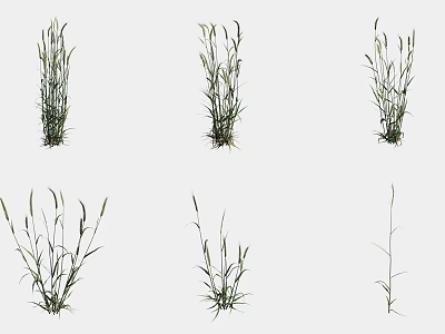 Herbaceous Agricultural Crops in Different Growth Stages with Green Leaves and Soil 3d model