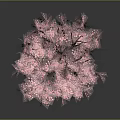 Vibrant Pink Flowering Tree with Brown Trunk and Gray Background