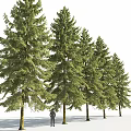 Tall Evergreen Arbor With Lush Green Foliage And Natural Trunk Structure