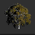 Plant Painting Featuring Tree With Yellow Leaves And White Trunk On Dark Gray Background